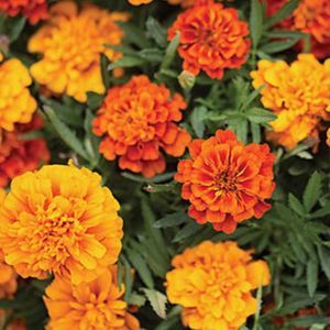 Meet your Posher, Esmeralda